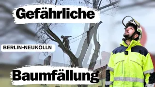 Spezialfällung in Berlin Neukölln Kletterer im Einsatz | Schwer zugänglicher Baums im Innenhof