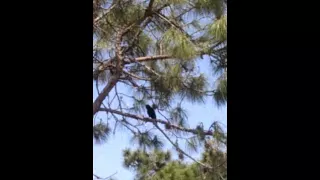 Strange crow call ( me-ack )