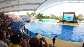 Loro Park - Orcas show