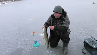 Прапорці загоряються один за одним! Жор щуки на зимові жерлиці та балансири на дикому озері!