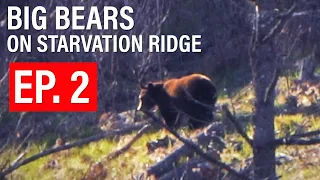 BIG BEARS ON STARVATION RIDGE & CLIFFED-OUT BEAR COUNTRY | 🎬 GRITTY 4K FILM