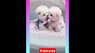 Most Famous Pomeranian Puppies Tik Tok Compilation 2021 #short #cutedog #puppy #dog #cutest animals