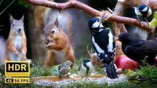 Squirrel and Bird Watching with Chirps and Chatter 10 hours Nature Fun for All 4K HDR