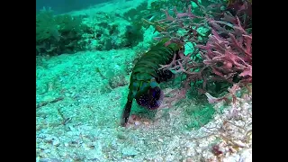 Peacock Mantis Shrimp