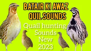 топлама солмок бедана Садои бедонабедана сайраши Batair Ki Awaz Quail sounds beautiful morning hunt