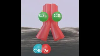 Lectin Pathway of Complement Activation 3D ANIMATION!