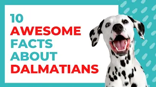 😍 All About Dalmatians: 10 Fun Facts and Stories About These Dotted Doggos