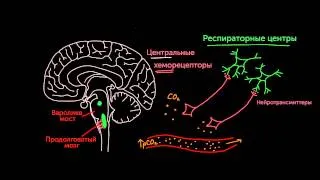 Центральные хеморецепторы