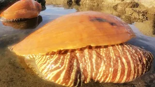 Conch & Conch harvest, a bunch of crabs hidden under the rocks