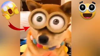 Unexpected Animal Fails: Watch these Cats and Dogs in Hilarious Mishaps!" 🙀🐕💥