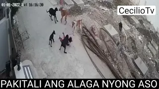 Bata Nilapa ng Limang Aso