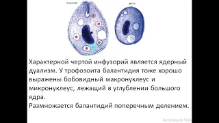 Представитель класса Инфузорий Балантидий кишечный - Balantidium coli