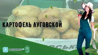 Картофель Луговской