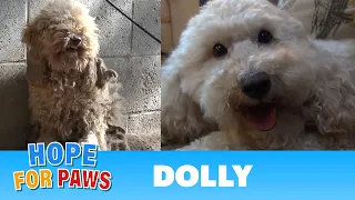 A severely matted poodle gets rescued and then makes a transformation of a lifetime! #dog