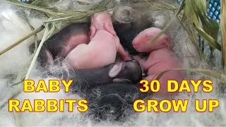 BABY RABBIT GROW UP | DAY 01-30