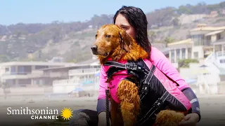 This Surfing Therapy Dog Helps People Struggling with PTSD 🏄 Smithsonian Channel