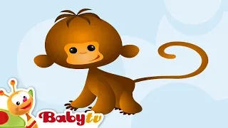 Monkey 🐵 | Animal Sounds and Names for Kids & Toddlers @BabyTV