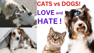 funny cats and dogs love and hate mood!CATS vs DOGS! LOVE and HATE!