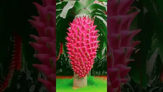 The best way to grow dragon fruit is to get strange fruits #shorts #short