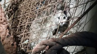 Rescue poor Kitten Stuck Under a Pill of iron inside deserted house