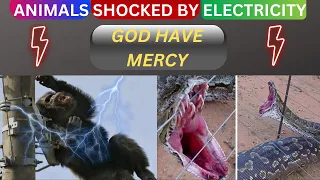 Electrical shocks will not be merciful to any animal [part1]
