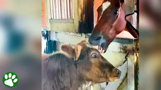 Friendly cow is determined to kiss every horse he sees