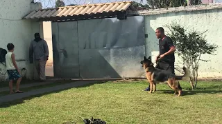 Pastor Alemão atacando