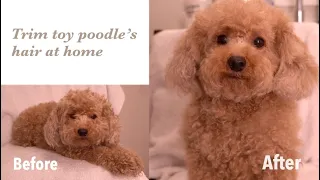 Toy Poodle Grooming | How to trim a toy poodle's face using scissors