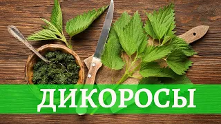 ДИКОРОСЫ - вкусное экорешение.