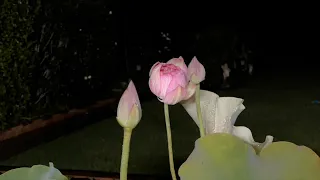 Lotus Flower Blooming Time Lapse/ Light Pink Double Petals