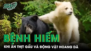 Cảnh Báo Mắc Bệnh Nguy Hiểm Khi Ăn Thịt Gấu Và Những Loài Động Vật Hoang Dã | SKĐS