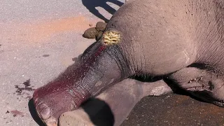 Injured Elephant suffered from maggot infested wound sympathetically treated by kind veterinarian