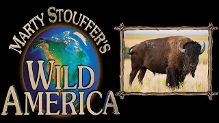 Wild America Season 3 Episode 9 | People of the Bison | Untamed