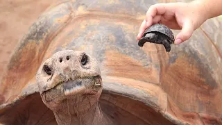 Galapagos Tortoise Hatchling
