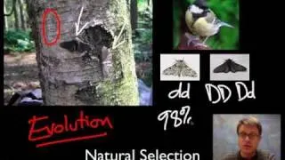 Unit 1 Review - Natural Selection