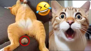 Funny Animals 2024 😂 | Funniest Cats And Dogs Video 😸 | Funny Videos Series 27