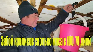 Забой кроликов сколько мяса в 100, 70 дней