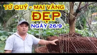 ANH ĐẠT 📲 O36784I563 GIÁ TỐT - MAI TỨ QUÝ, MAI VÀNG GIAO LƯU NGÀY 26/9 "@MAIVANGNAMBO"