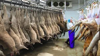 Australian Farmers Harvest Millions of Kangaroos - Factory Processing Kangaroo Meat and Skin