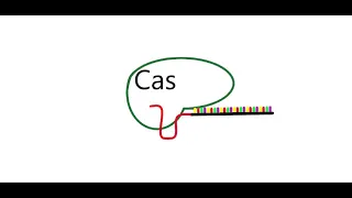 Was ist CRISPR/Cas9? - Gentechnik des 21. Jahrhundert | CRISPRcademy