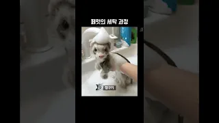 페럿을 세탁하는 방법