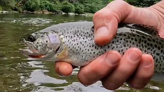 Fly-fishing: Oregon Cutthroat Trout