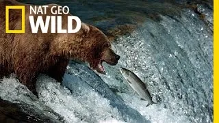 The Search for Salmon | Bears