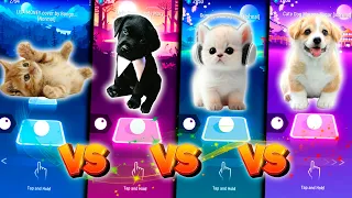 CUTE CAT LISA MONEY VS CUTE DOG WEDNESDAY ADDAMS VS CUTE CAT GUMMY BEAR VS CUTE DOG MAROON 5 SUGAR