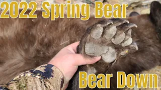 2022  Spring bear (Bear Down!)