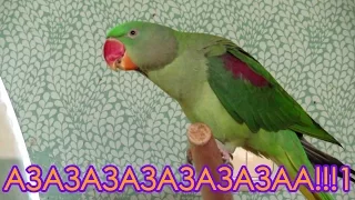 Забавный смех попугая