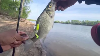 Utica Illinois whitebass run May, 7 / 2023