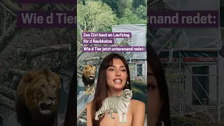 Zoo Zürich baut Laufsteg für Raubkatzen