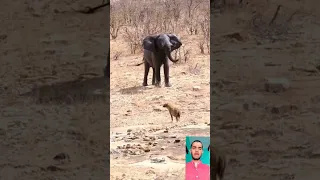 Elephant chasing a hyenas clan to protect baby elephant #shorts #wildlife