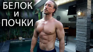 БЕЛОК и ПОЧКИ. Влияние белка на функцию почек.